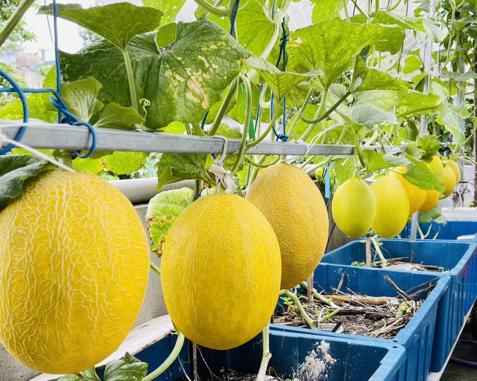 vườn trên cao ở Đà Nẵng 8.jpg