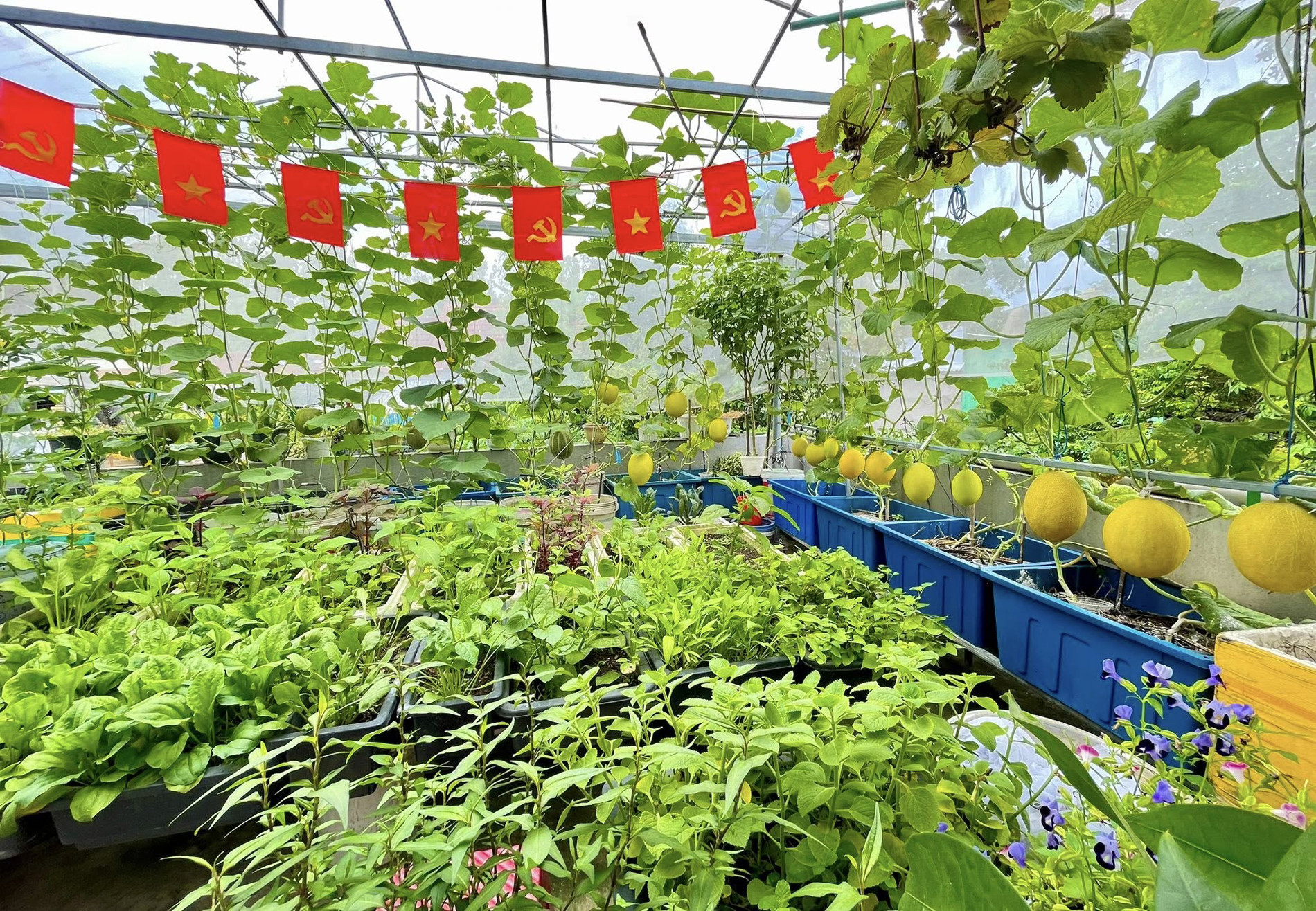 vườn trên cao ở Đà Nẵng 9.jpg