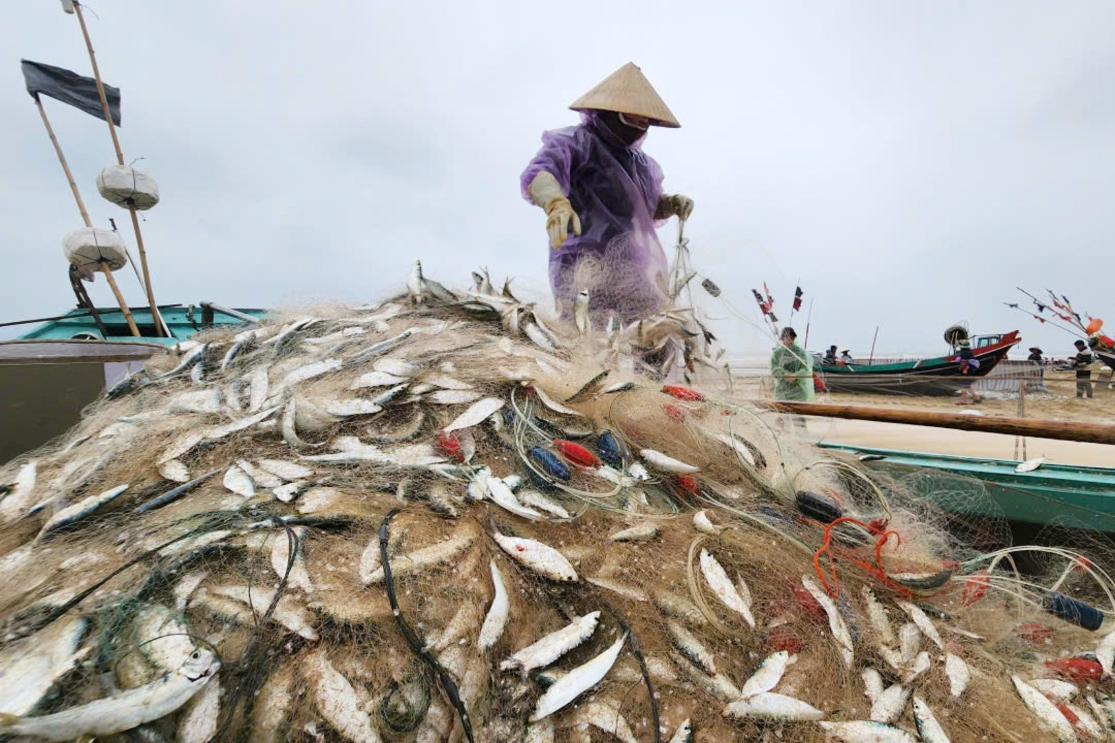Ngư dân Hà Tĩnh thu tiền triệu mỗi ngày nhờ đánh bắt 'bạc biển'