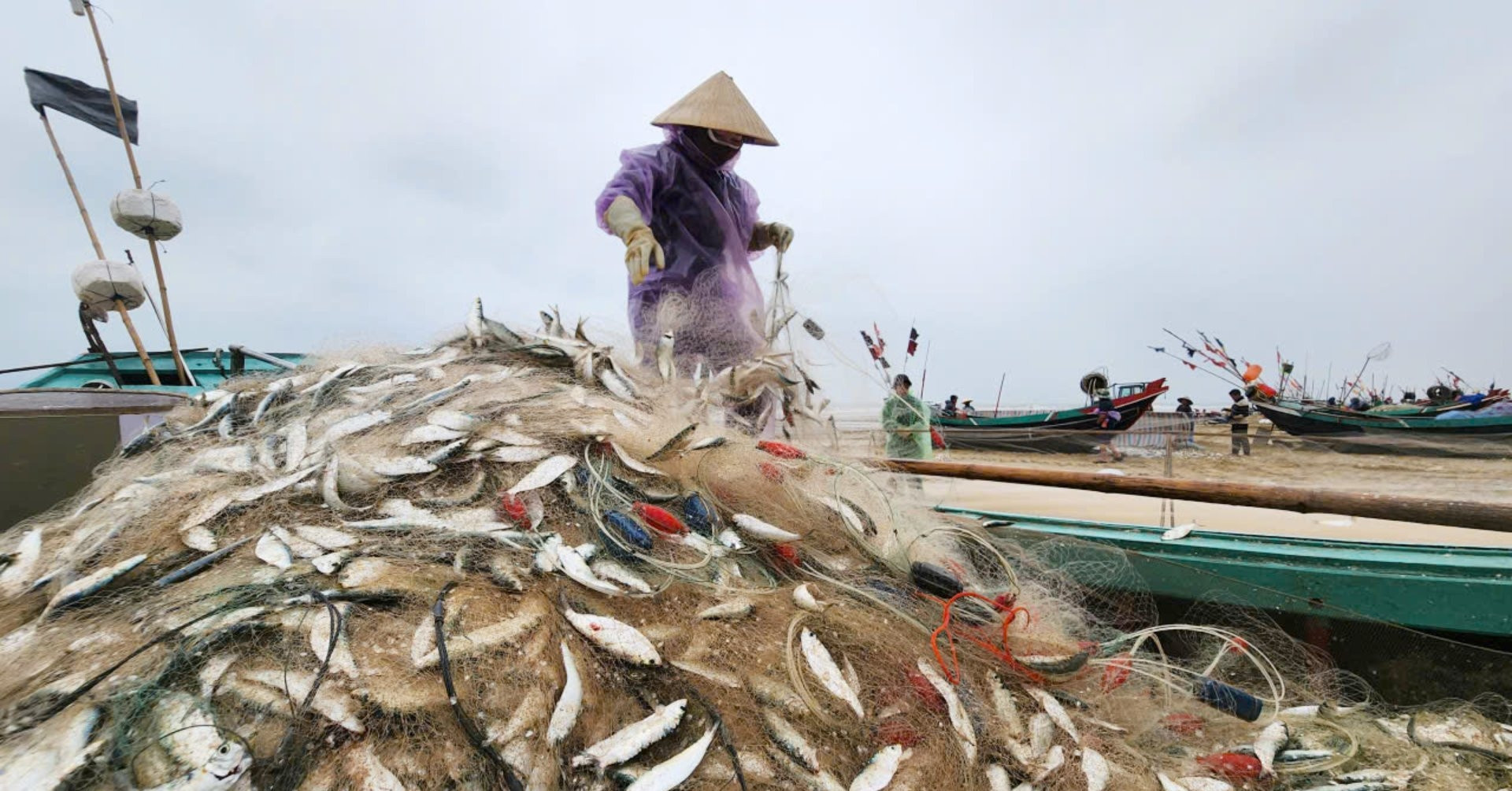 Ngư dân Hà Tĩnh thu tiền triệu mỗi ngày nhờ đánh bắt "bạc biển"