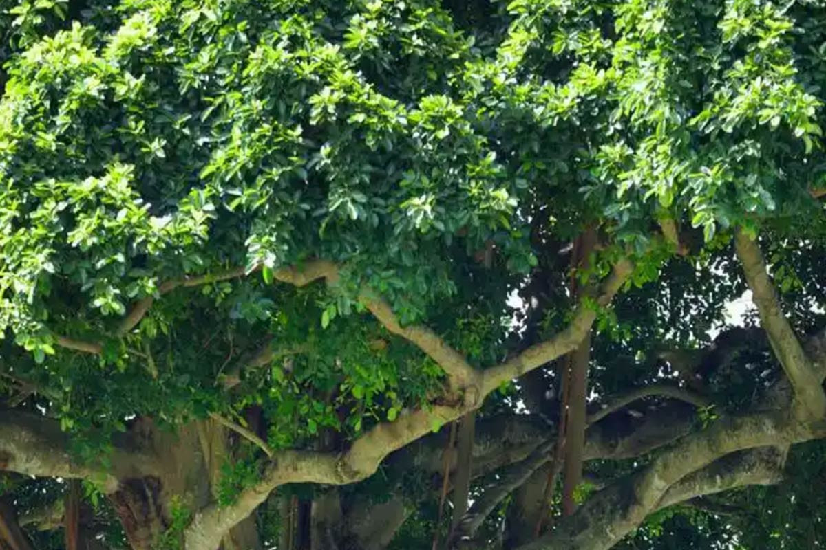 3 loại cây quen thuộc nhưng nhiều người tránh trồng trong nhà