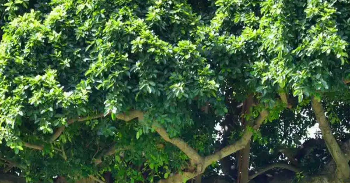 3 loại cây quen thuộc nhưng nhiều người tránh trồng trong nhà