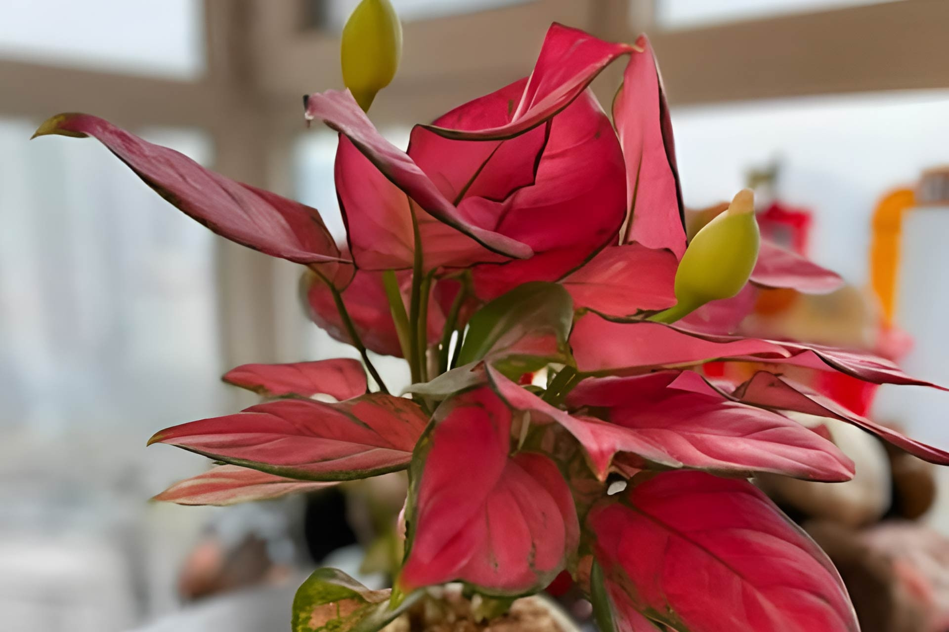 5 loại cây trong nhà nếu bất ngờ nở hoa, nhiều người tin rằng tài lộc sắp đến