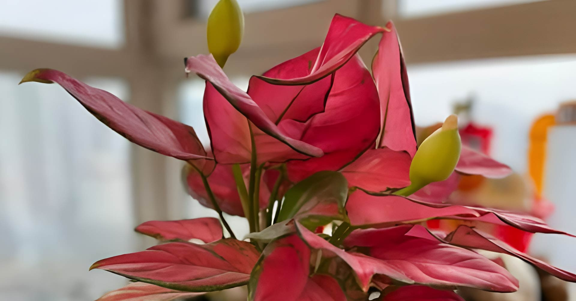 5 loại cây trong nhà nếu bất ngờ nở hoa, nhiều người tin rằng tài lộc sắp đến