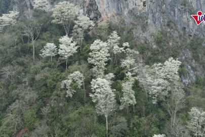 Hoa thàn mát nở trắng sườn núi Thanh Hóa, đẹp như 'biển mây' giữa đại ngàn