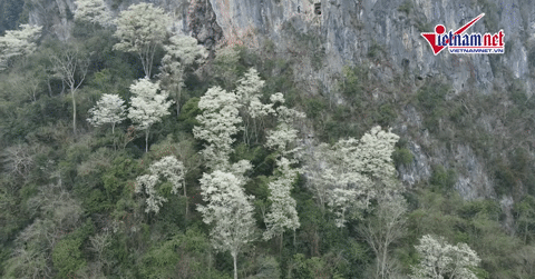 Hoa thàn mát nở trắng sườn núi Thanh Hóa, đẹp như 'biển mây' giữa đại ngàn