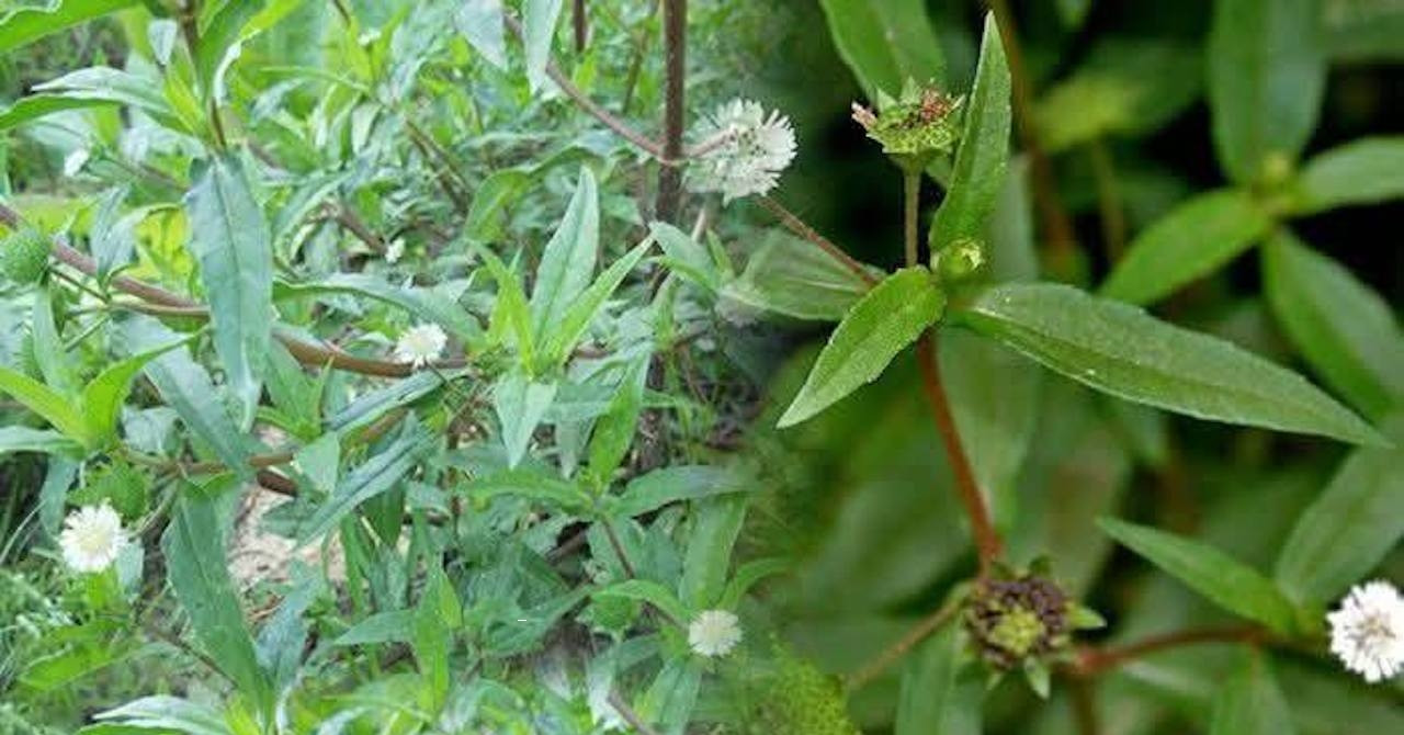 Loại cây mọc hoang, chữa chảy máu cam, bổ thận cực hiệu quả