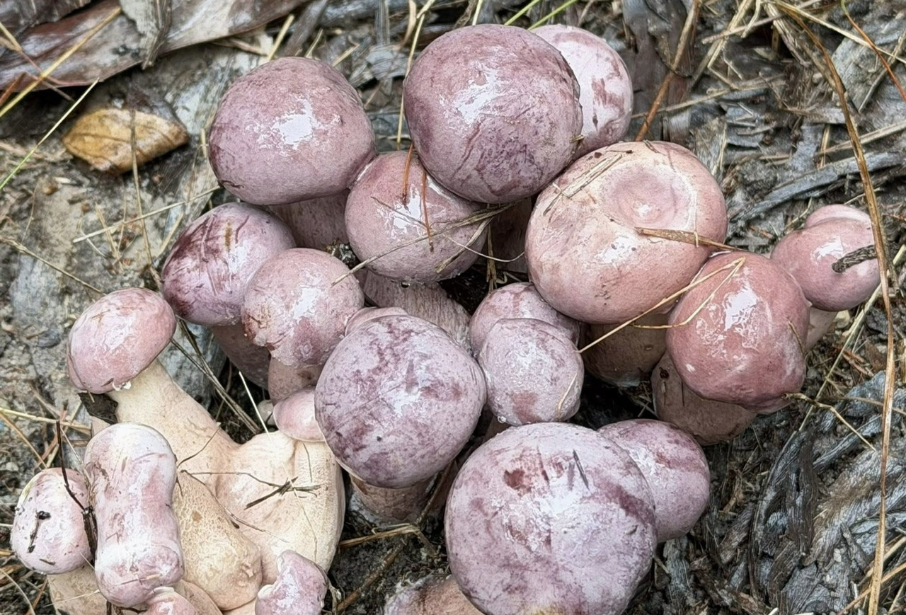  Sản vật trời ban, đổi màu thần tốc, có tiền cũng khó mua ở Phú Quốc 