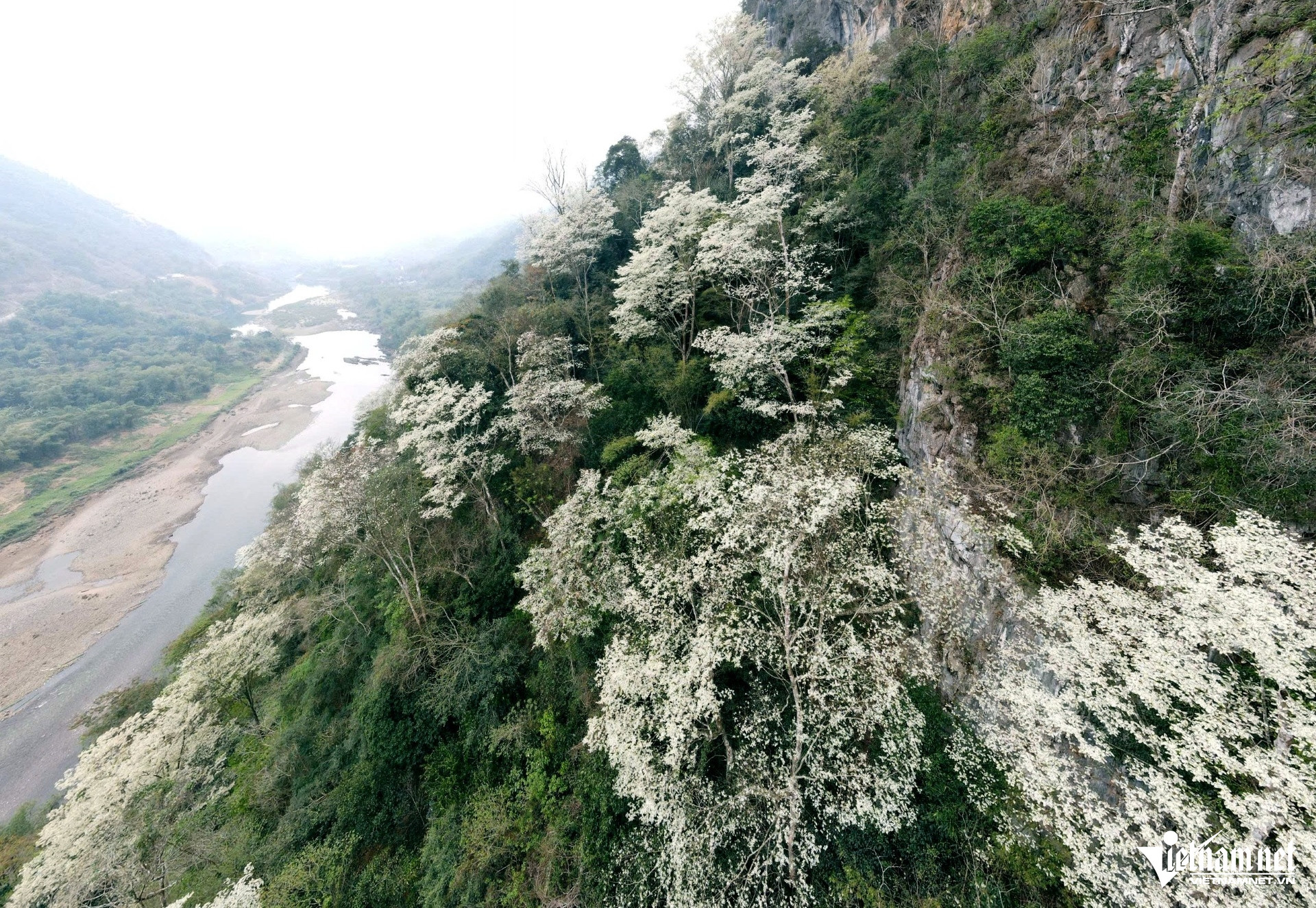 W-a2Hoa Mát nở trắng trời.jpg