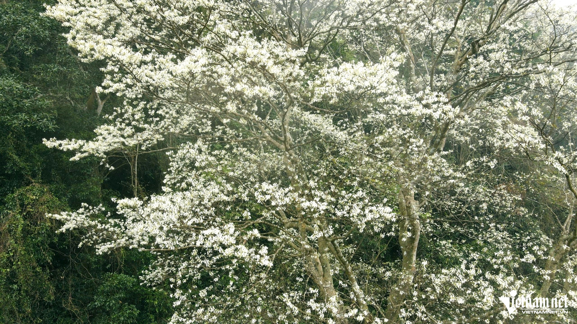 W-a4Hoa Mát nở trắng trời.jpg