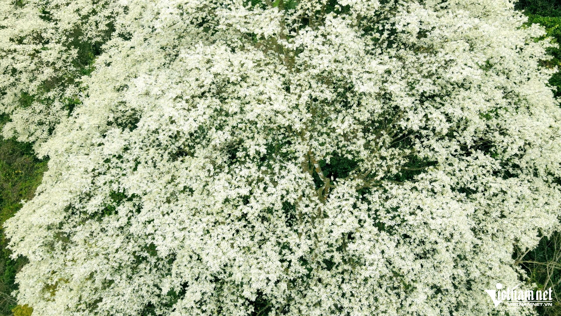 W-a5Hoa Mát nở trắng trời.jpg