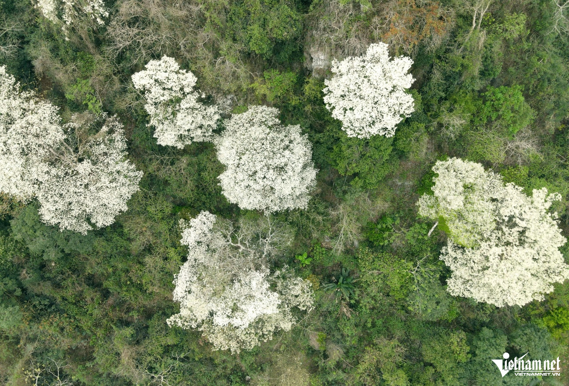 W-a6Hoa Mát nở trắng trời.jpg