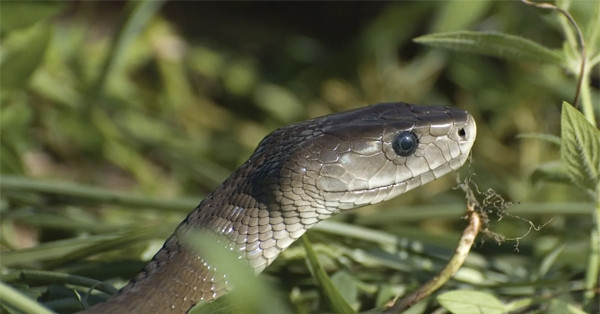 Người phụ nữ bị rắn độc cắn nguy kịch khi đi làm đồng