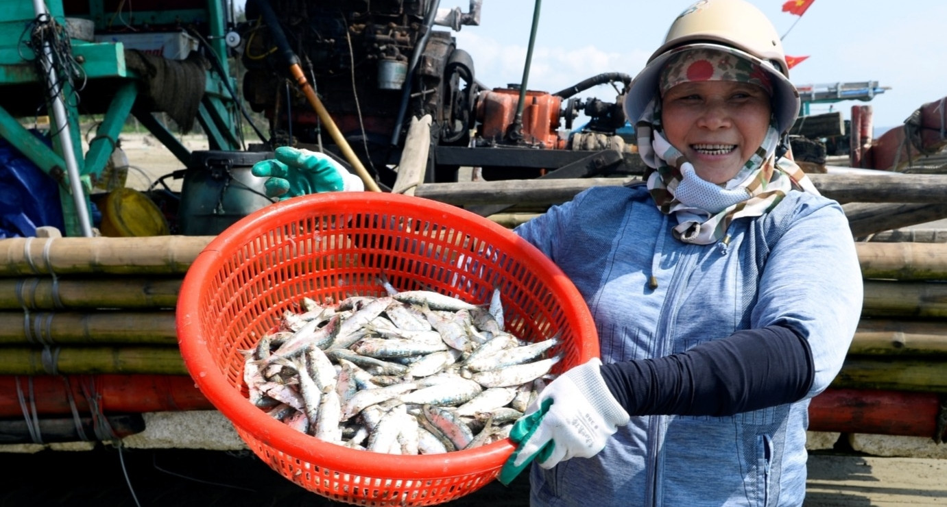 Ngư dân Thanh Hóa trúng đậm mùa cá trích, thu tiền triệu trong vài giờ