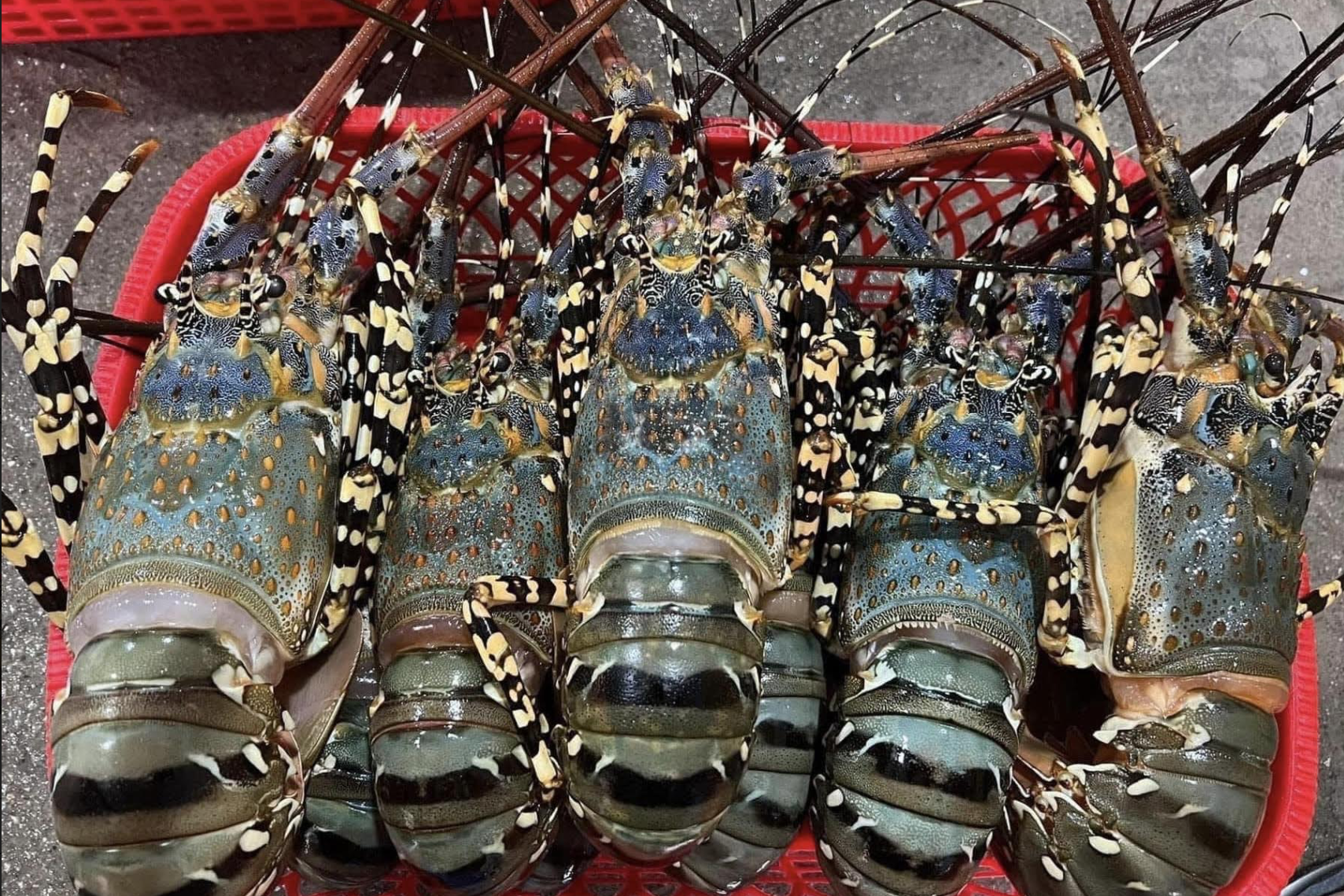 Trung Quốc tăng mua đột biến, Việt Nam bán 'hải sản nhà giàu' ôm về gần 7.000 tỷ