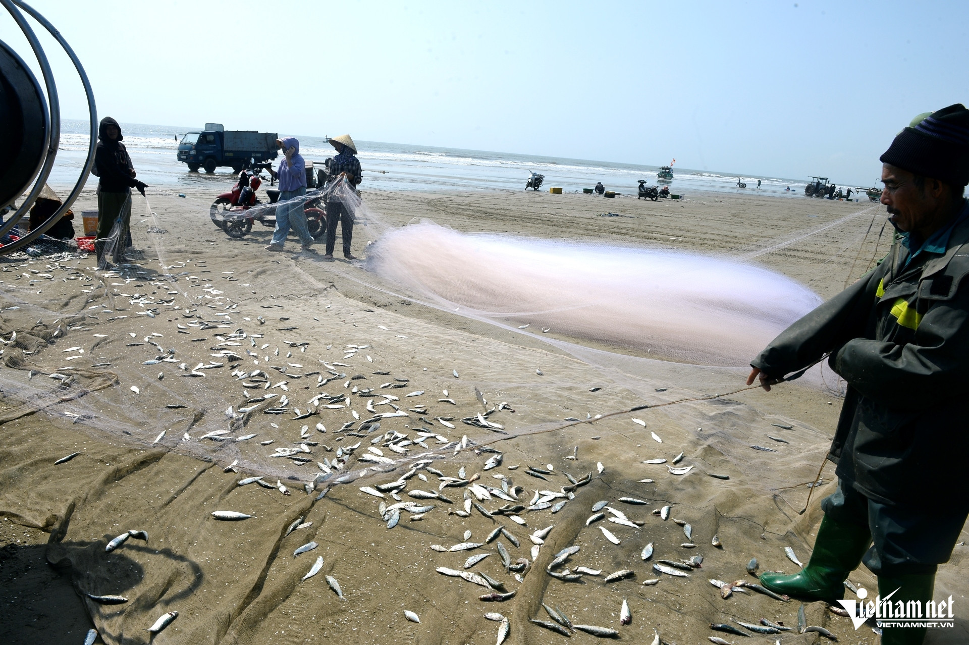 W-a3Giá cá trích tăng gấp đôi.JPG.jpg