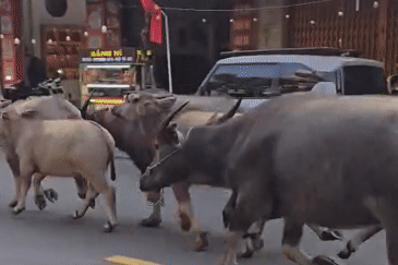 Bất ngờ cảnh đàn trâu chạy giữa đường phố trung tâm Đà Nẵng