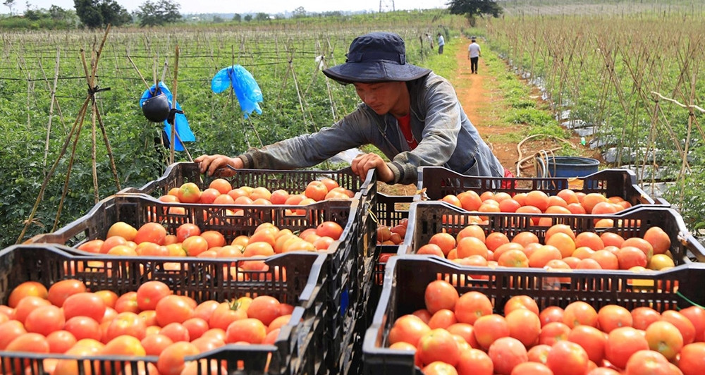 Bộ trưởng kêu gọi doanh nghiệp giảm giá hàng hoá, chia sẻ khó khăn với nông dân