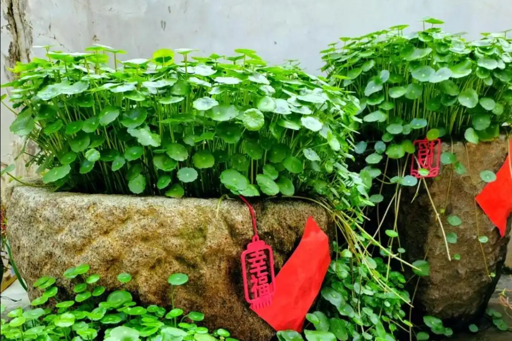  Đặt 5 loại cây này trong nhà: Vừa đẹp, vừa mang niềm tin tài lộc 'tự tìm đến' 