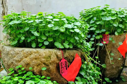 Loại cây lá non đỏ rực mang niềm tin may mắn và thịnh vượng, chinh phục mọi không gian sống YwAAAAAAQABAAACAUwAOw==