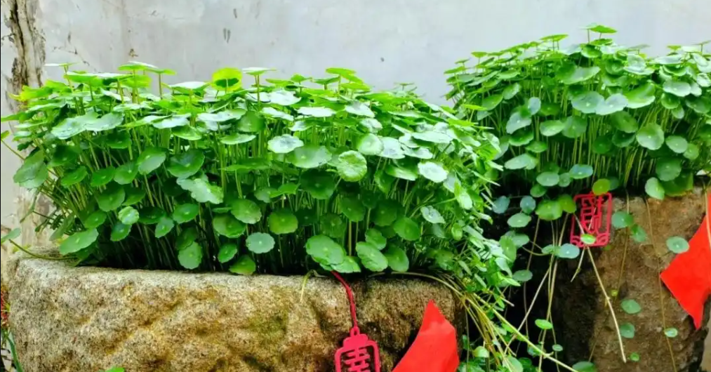 Đặt 5 loại cây này trong nhà: Vừa đẹp, vừa mang niềm tin tài lộc "tự tìm đến"