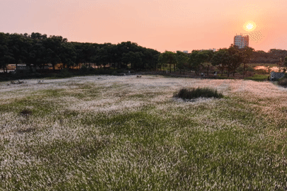 Giới trẻ thích thú 'sống ảo' giữa cánh đồng cỏ lau đẹp như tranh ở TPHCM