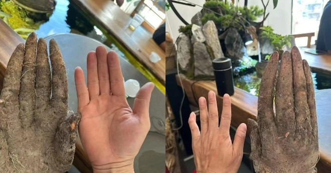 Nông dân Lào đào được củ khoai khủng hình dáng lạ, được trả hơn 30 triệu nhưng không bán