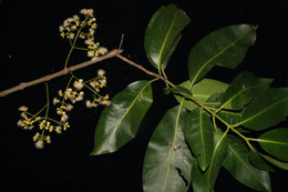 Loại rau mọc hoang khắp vườn dùng nấu canh chua, hỗ trợ tiêu hóa hiệu quả Loại lá rẻ bèo uống thay nước lọc cực tốt cho hệ tiêu hóa