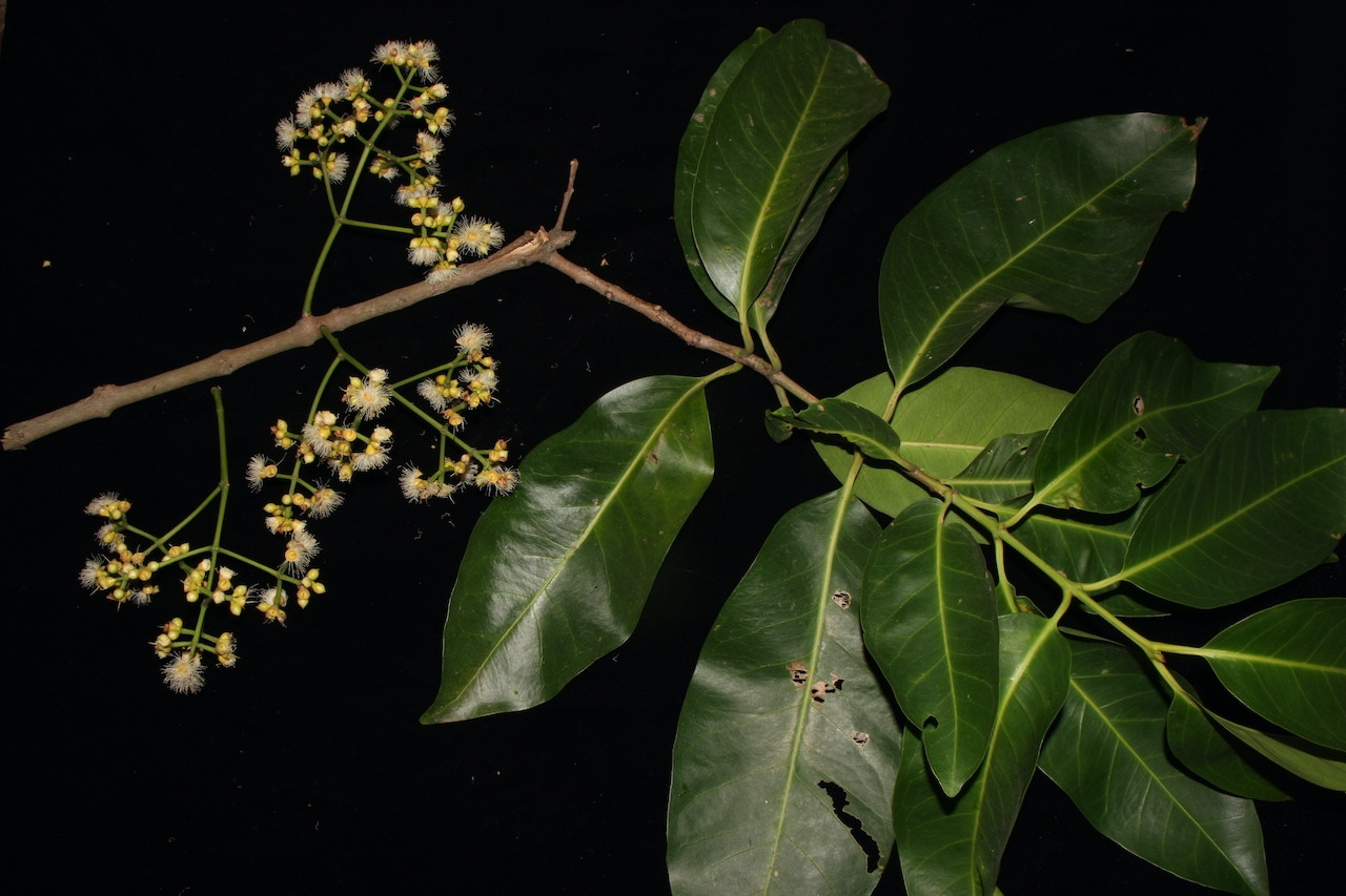 Loại lá rẻ bèo uống thay nước lọc cực tốt cho hệ tiêu hóa