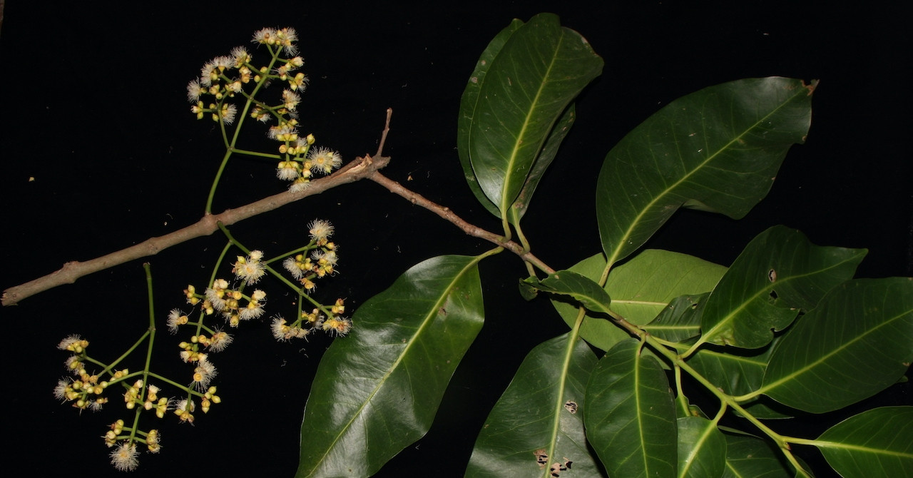 Loại lá rẻ bèo uống thay nước lọc cực tốt cho hệ tiêu hóa