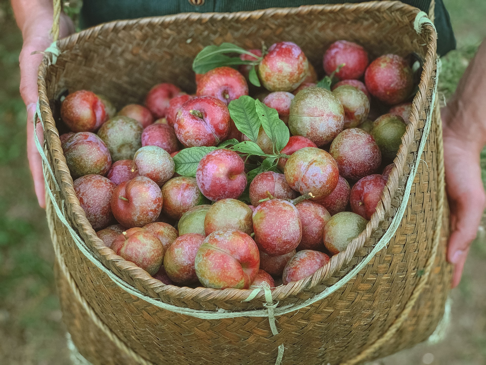 man mu nau8 1 1668.jpg