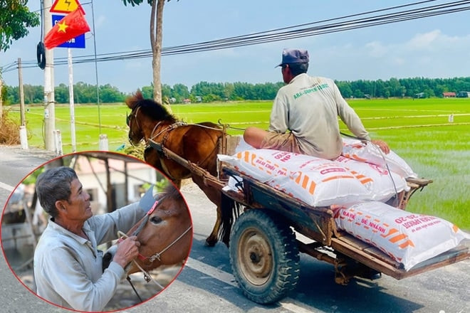 Người đàn ông miền Tây U70 kể đời phu xe ngựa, khoe vết sẹo còn hằn trên bụng