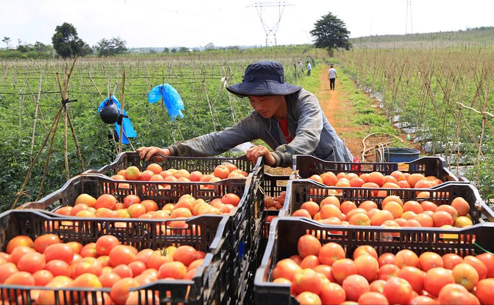 nong nghiep huu co.jpg