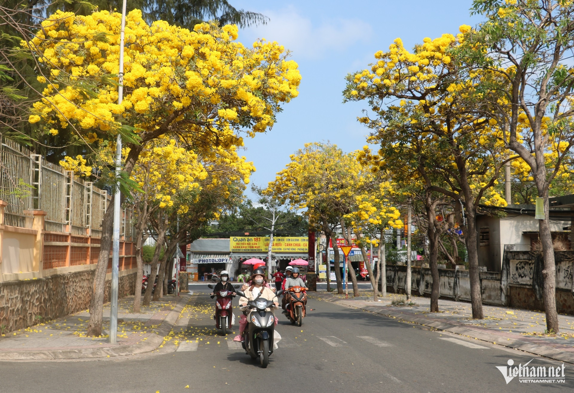 W-hoa phong linh, chuông vàng nở rộ ở vũng tàu.1.JPG.jpg