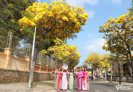 https://static-images.vnncdn.net/vps_images_publish/000001/000003/2026/3/20/w-hoa-phong-linh-chuong-vang-no-ro-o-vung-tau4jpg-1383.jpg
