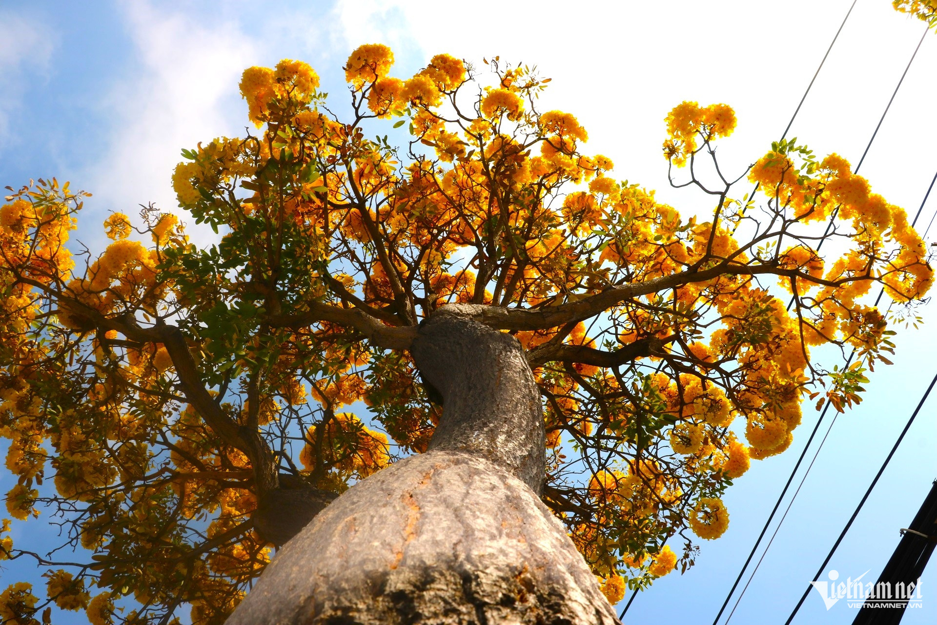 W-hoa phong linh, chuông vàng nở rộ ở vũng tàu.5.JPG.jpg