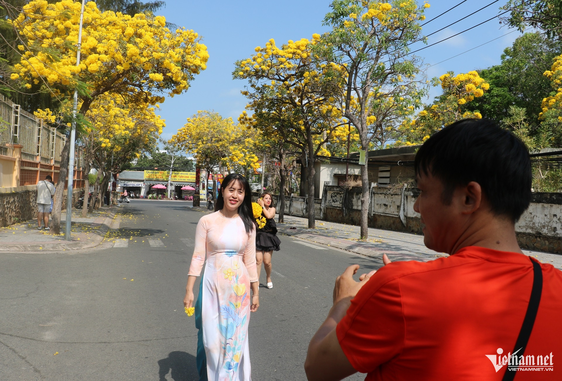 https://static-images.vnncdn.net/vps_images_publish/000001/000003/2026/3/20/w-hoa-phong-linh-chuong-vang-no-ro-o-vung-tau7jpg-1385.jpg