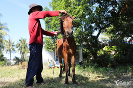 W-phu ngựa 4.JPG.jpg