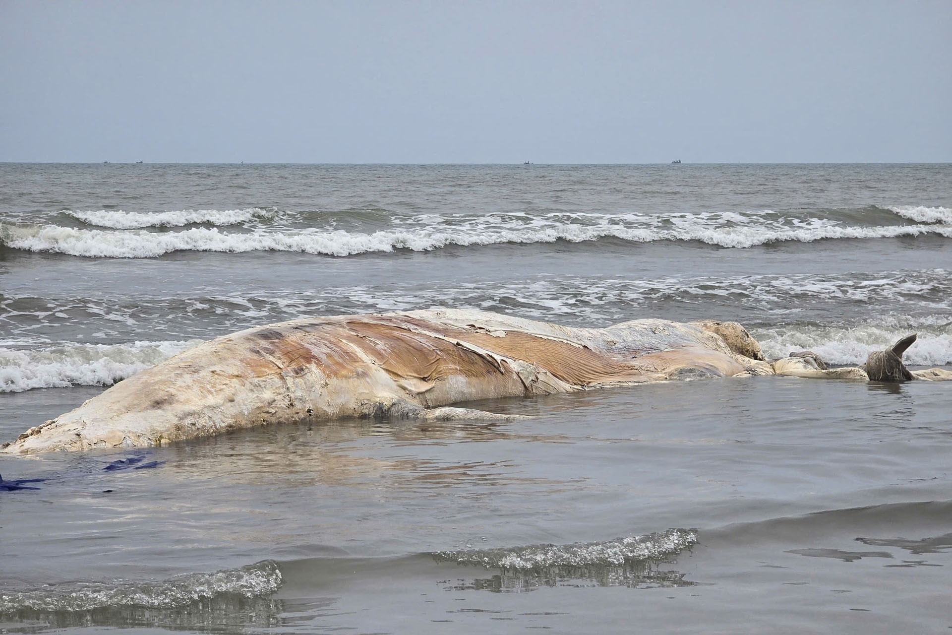 Xác cá voi 5 tấn dạt vào bờ biển Nghệ An