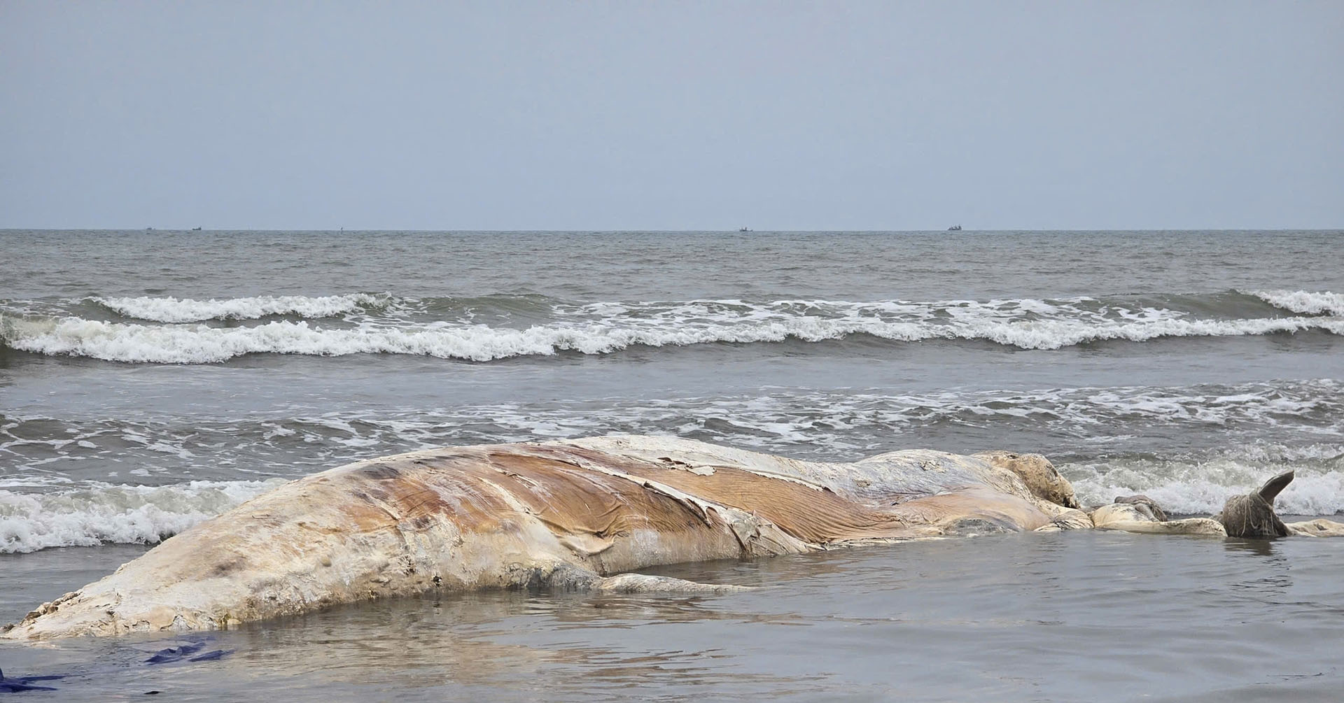 Xác cá voi 5 tấn dạt vào bờ biển Nghệ An