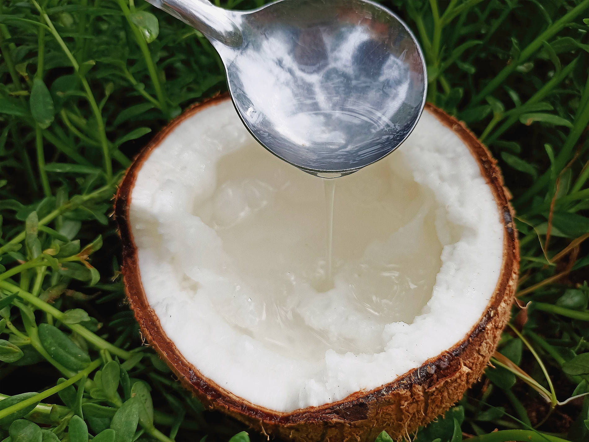 dừa sáp   phương điền viên 0.png