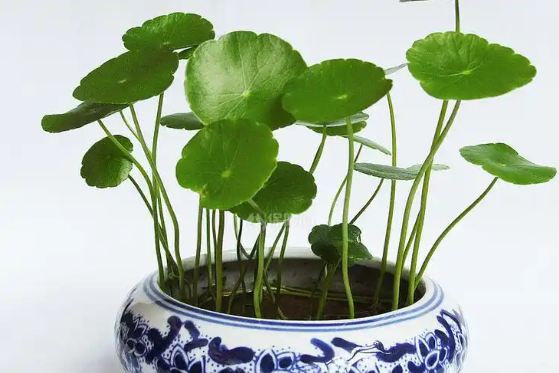 5 loại cây ‘nhỏ mà có võ’: Dễ trồng, hút tài lộc, giúp không gian bừng sức sống