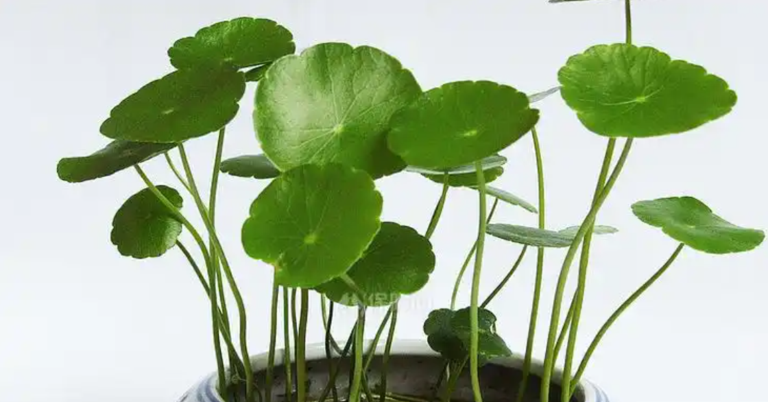 5 loại cây ‘nhỏ mà có võ’: Dễ trồng, hút tài lộc, giúp không gian bừng sức sống