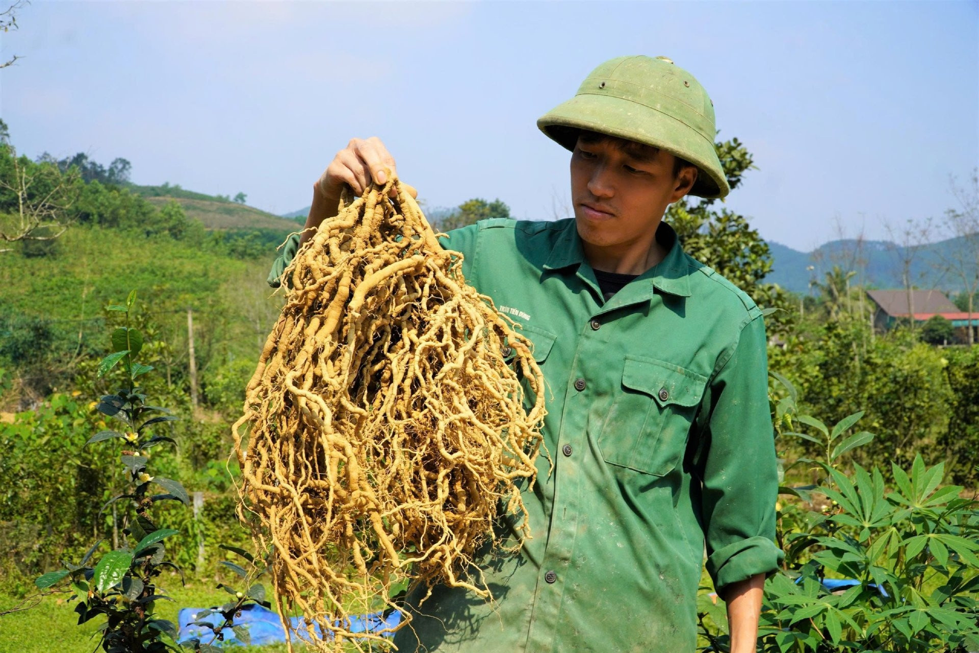 Anh nông dân Hà Tĩnh thu tiền tỷ nhờ trồng cây 'thần dược'