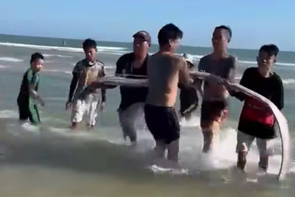 Cá hố rồng dài hơn 4m dạt vào bờ biển, người dân chôn cất theo phong tục