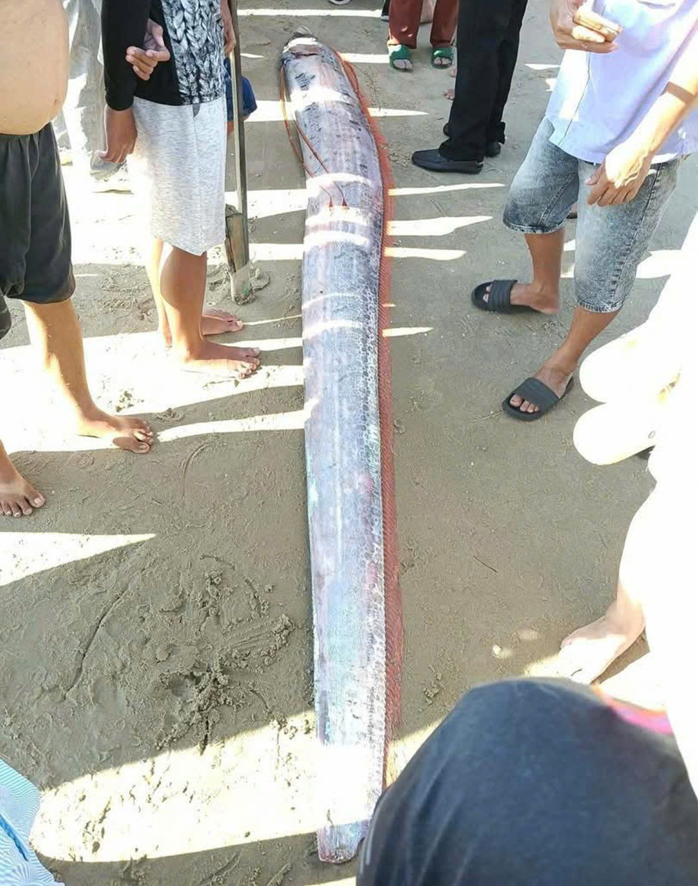Cá mái chèo dài hơn 4m dạt vào bờ biển, người dân chôn cất theo phong tục.jpg