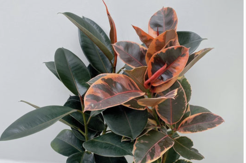 Loại cây lá non đỏ rực mang niềm tin may mắn và thịnh vượng, chinh phục mọi không gian sống