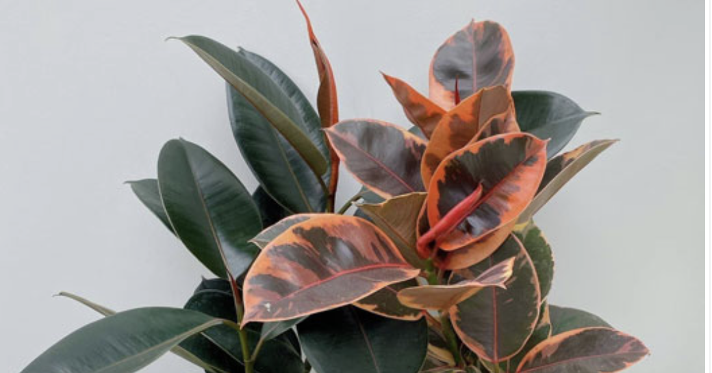 Loại cây lá non đỏ rực mang niềm tin may mắn và thịnh vượng, chinh phục mọi không gian sống