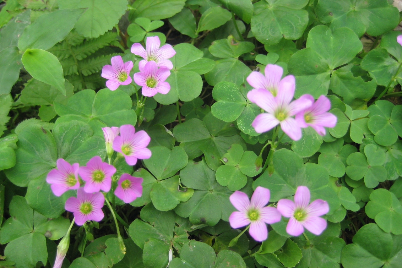 Loại rau mọc hoang khắp vườn dùng nấu canh chua, hỗ trợ tiêu hóa hiệu quả