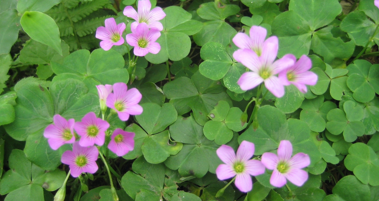 Loại rau mọc hoang khắp vườn dùng nấu canh chua, hỗ trợ tiêu hóa hiệu quả